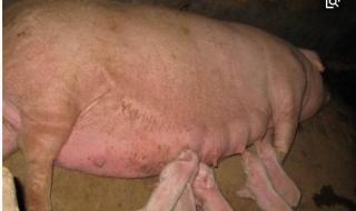 老母猪的产后如何护理 母猪的产后护理